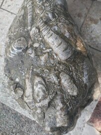 Versteinerung, Brandenberger Ache Versteinerung, Brandenberger Ache