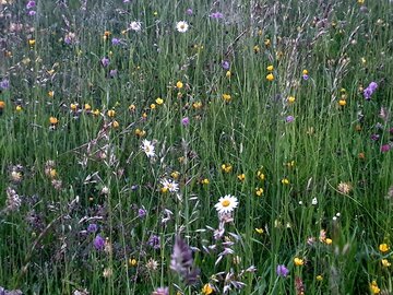 Blumenwiese Blumenwiese